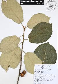 Quercus candicans image