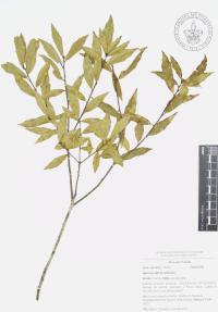 Quercus affinis image