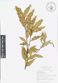 Quercus affinis image