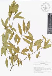 Quercus affinis image