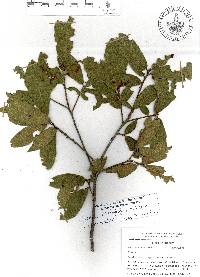 Quercus acherdophylla image