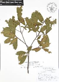 Quercus acherdophylla image