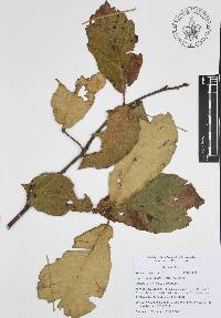 Quercus candicans image