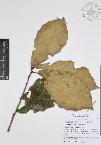 Quercus candicans image