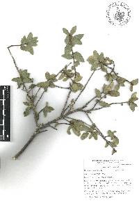 Quercus cordifolia image