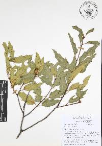 Quercus canbyi image