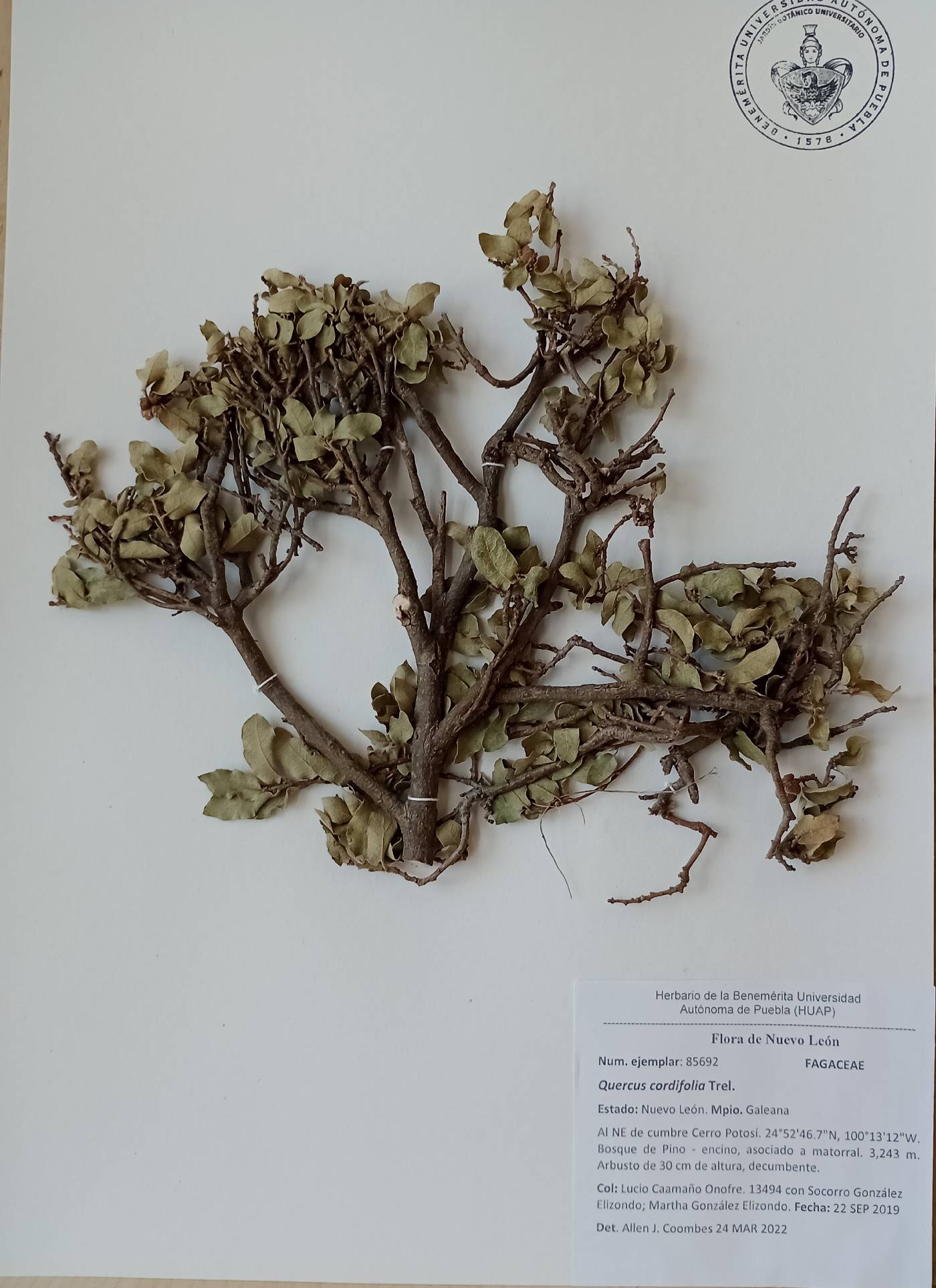 Quercus cordifolia image