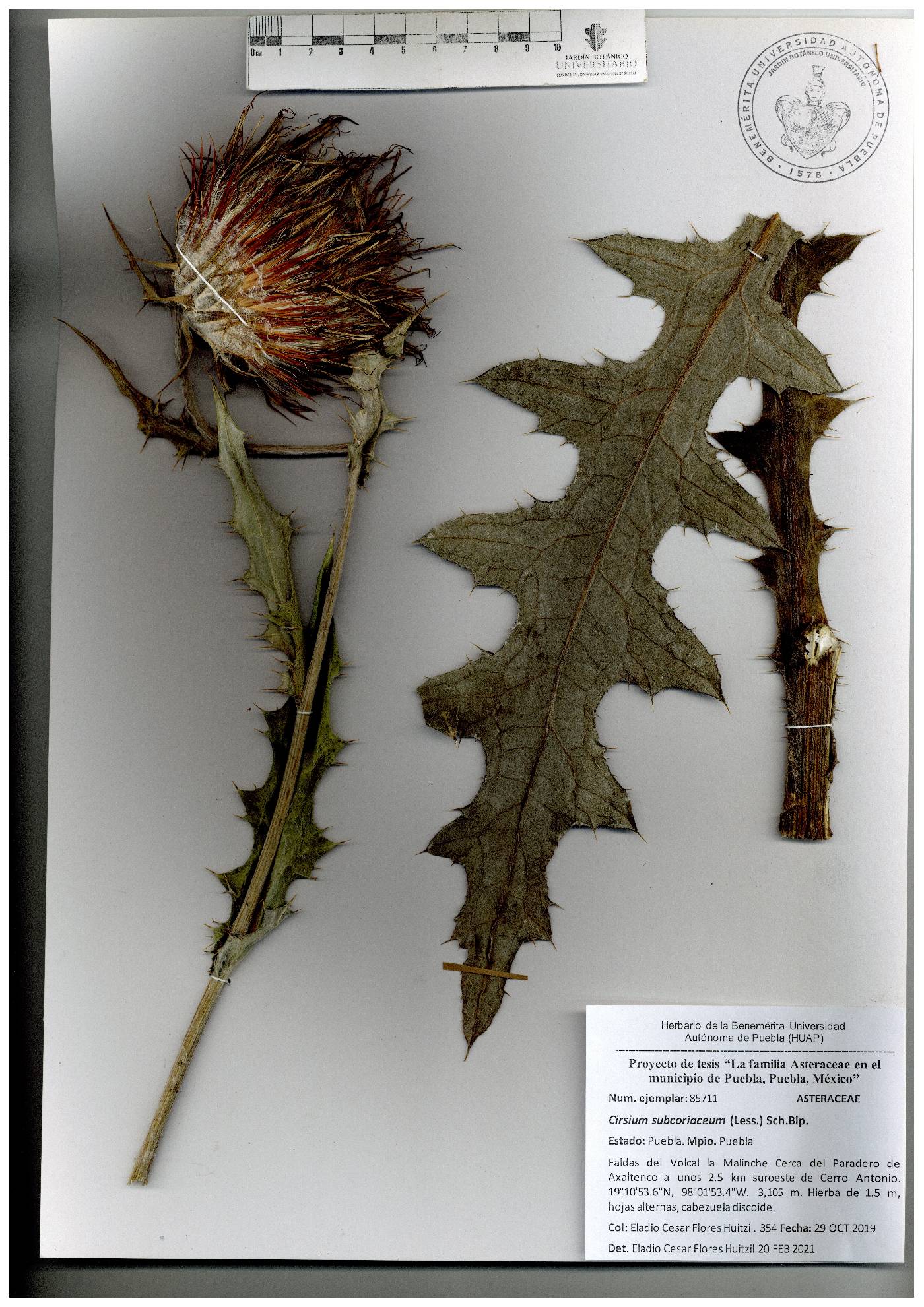 Cirsium subcoriaceum image