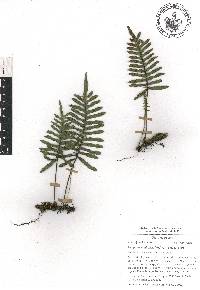 Pleopeltis madrensis image