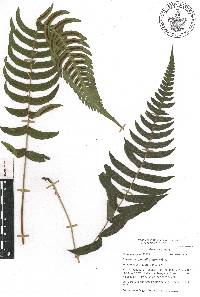 Blechnum appendiculatum image