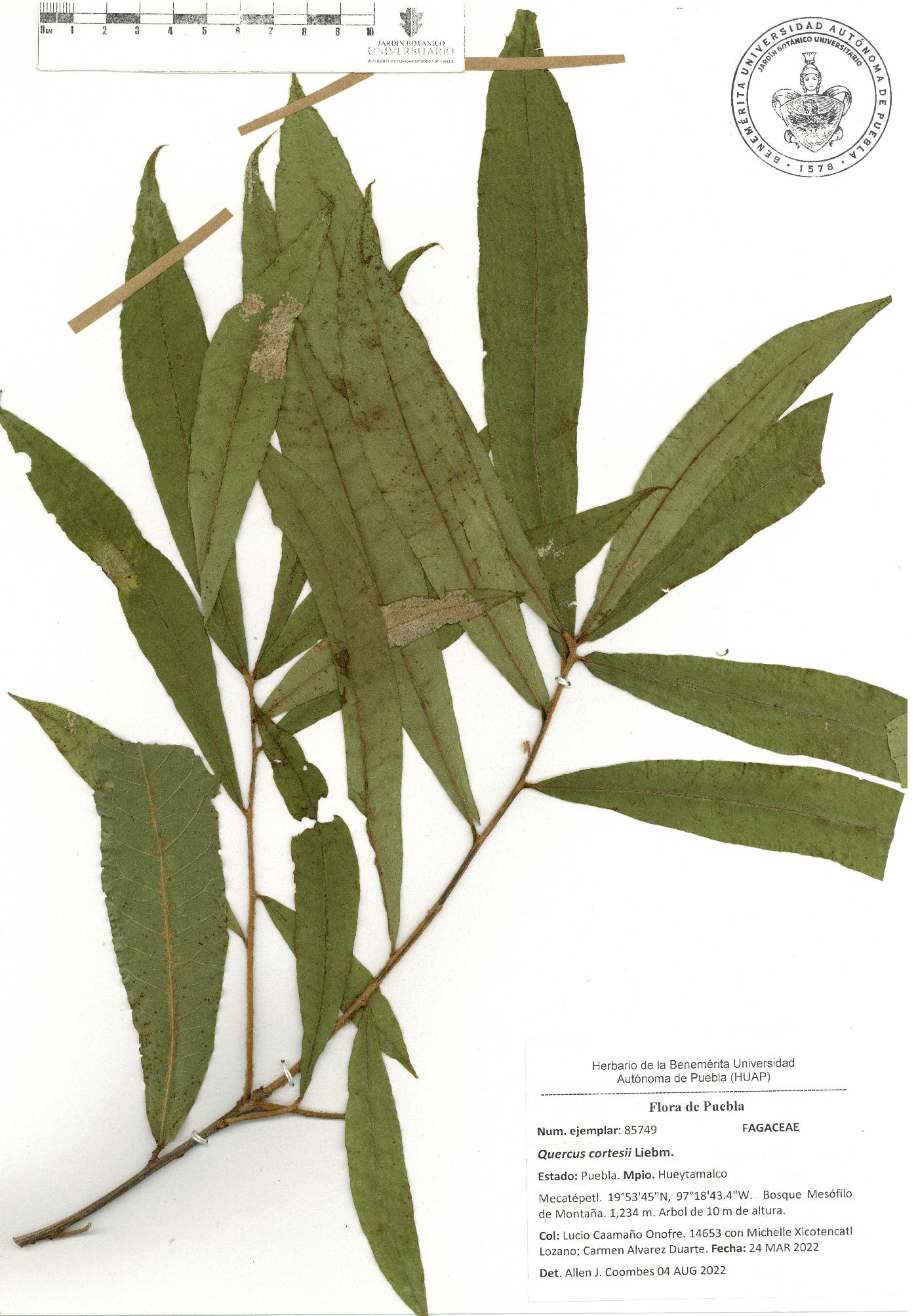 Quercus cortesii image