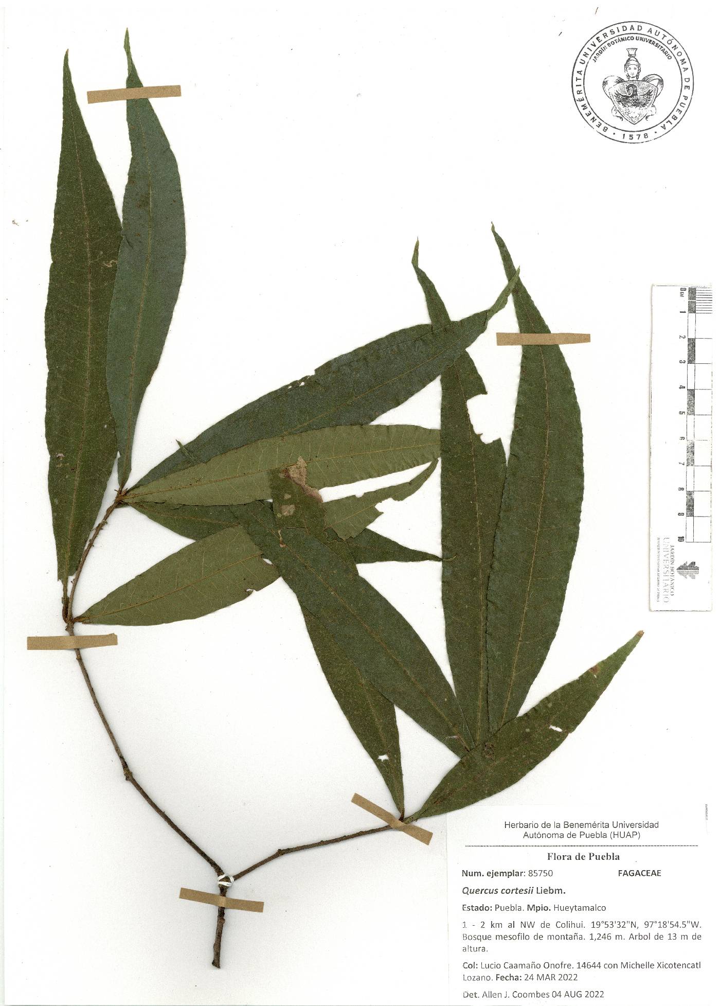 Quercus cortesii image