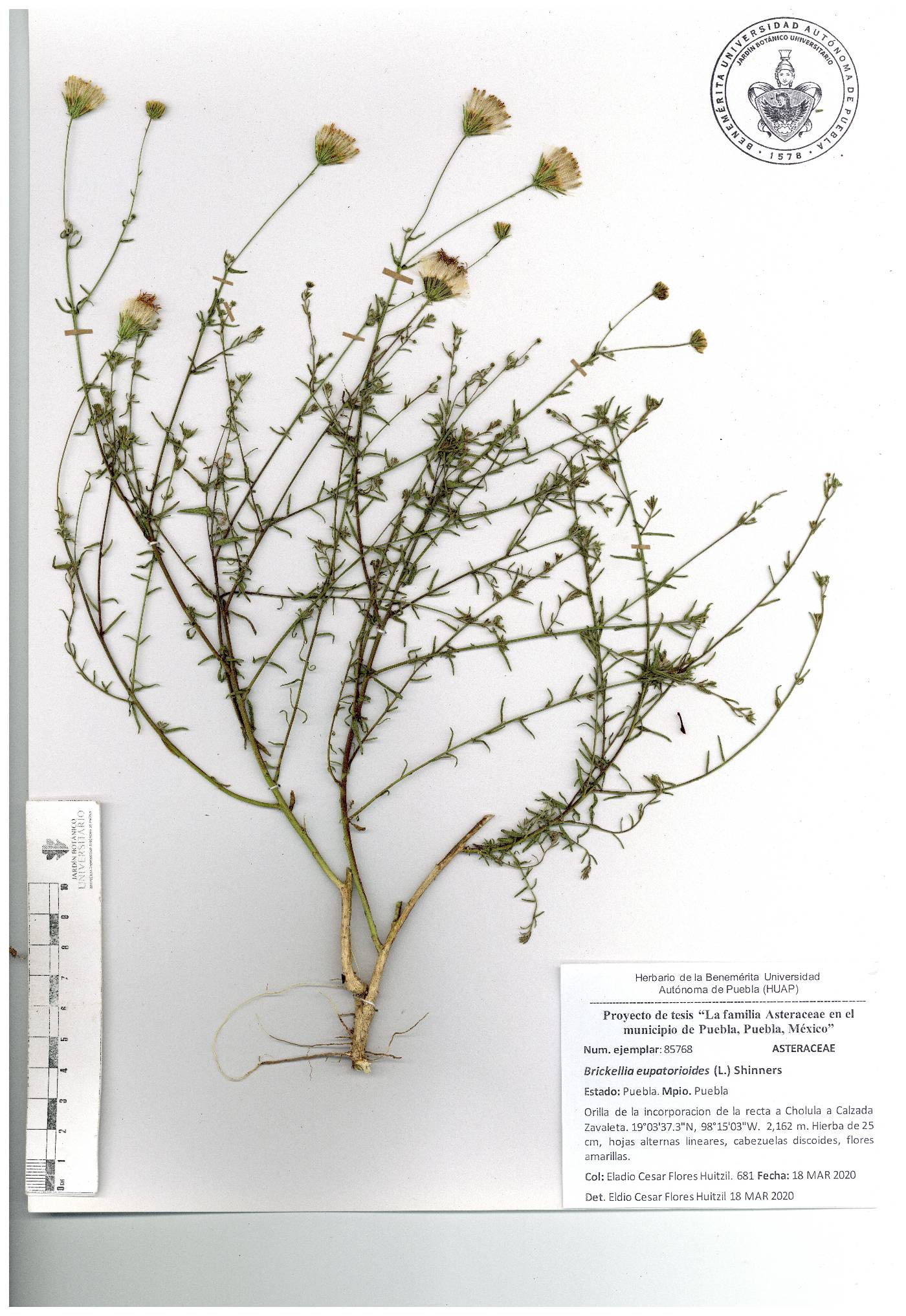 Brickellia rosmarinifolia image