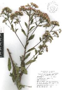 Vickianthus liatroides image