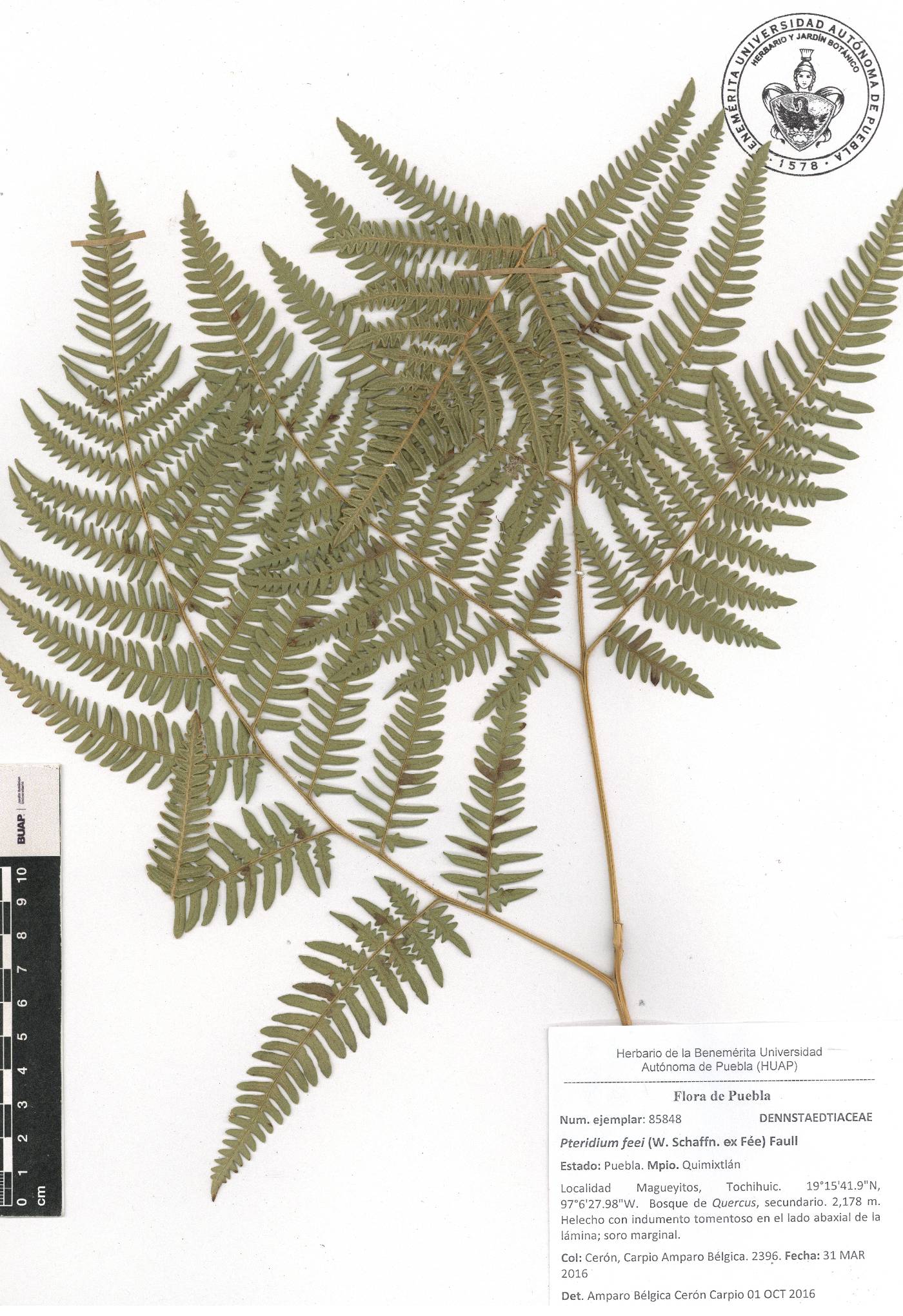 Pteridium feei image