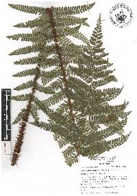 Polystichum hartwegii image