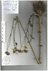 Bidens serrulata image