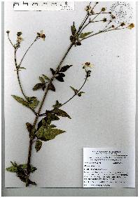 Bidens pilosa image