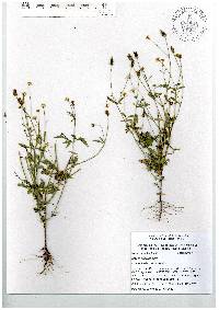 Bidens pilosa image