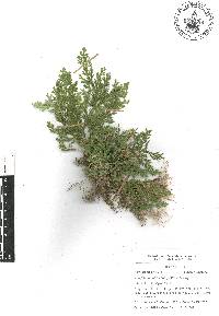 Selaginella pallescens image