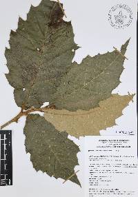 Quercus candicans image