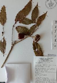 Quercus corrugata image