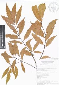 Quercus affinis image