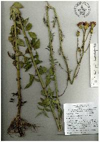 Adenophyllum glandulosum image