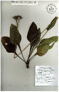 Iostephane heterophylla image