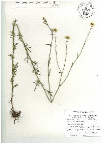 Erigeron delphinifolius image