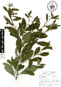 Sida rhombifolia image