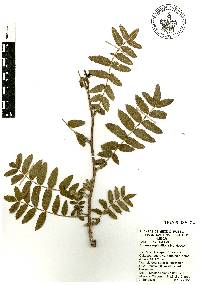 Bursera aspleniifolia image