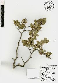 Bursera biflora image