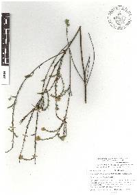 Symphyotrichum moranense image