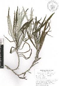 Senecio cinerarioides image