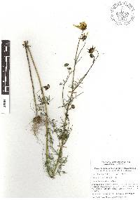Bidens serrulata image