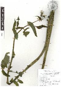 Sonchus oleraceus image