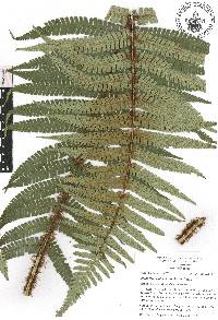 Dryopteris wallichiana image