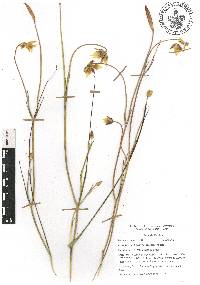 Calochortus barbatus image