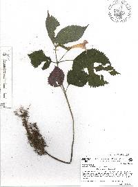 Achimenes antirrhina image