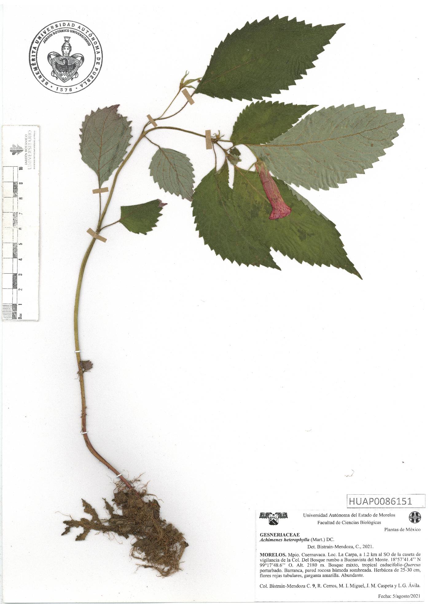 Achimenes heterophylla image