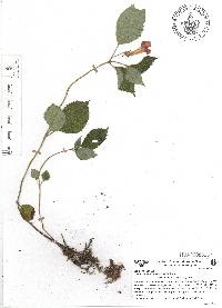 Achimenes antirrhina image