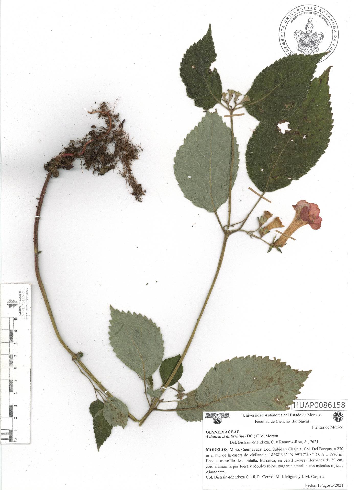 Achimenes antirrhina image