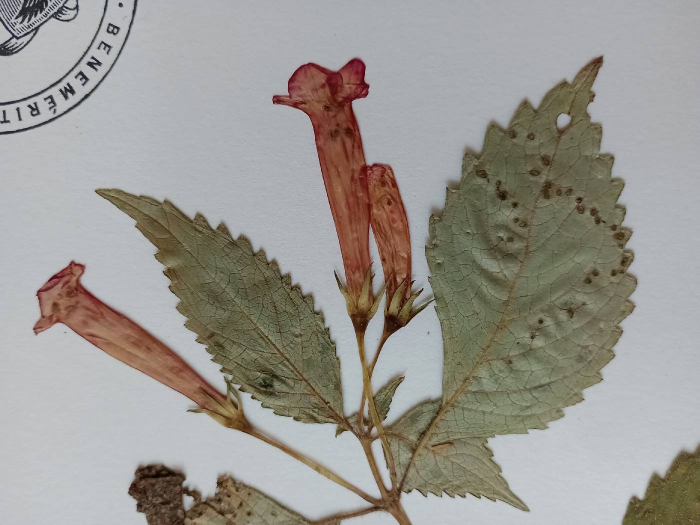 Achimenes heterophylla image