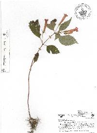 Achimenes heterophylla image