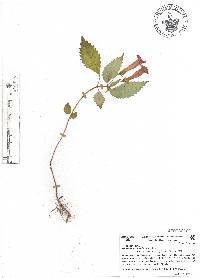 Achimenes heterophylla image