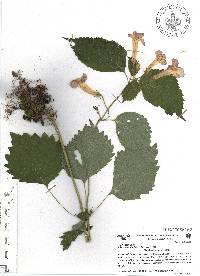 Achimenes antirrhina image