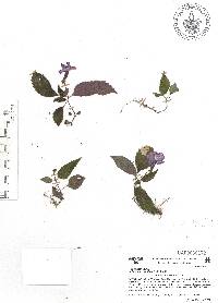 Achimenes grandiflora image