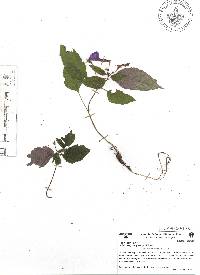 Achimenes grandiflora image