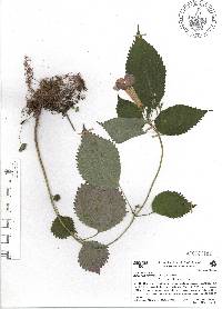 Achimenes antirrhina image